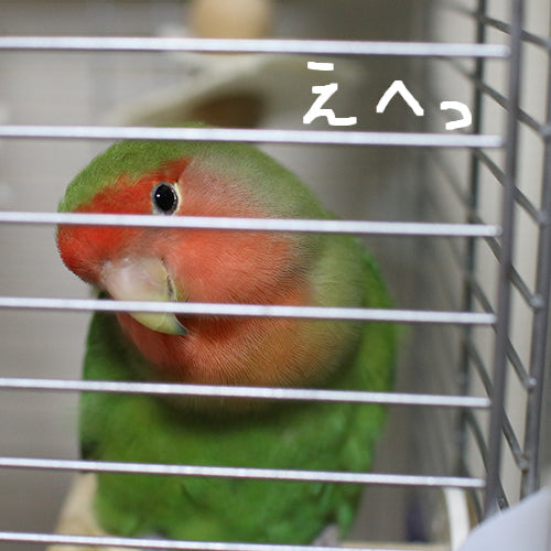 鳥さんだって、よく食べよく遊び・・・