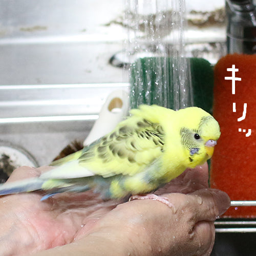 水も滴るいいインコ