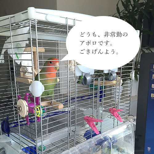 コザクラインコのアポロが出勤しました。