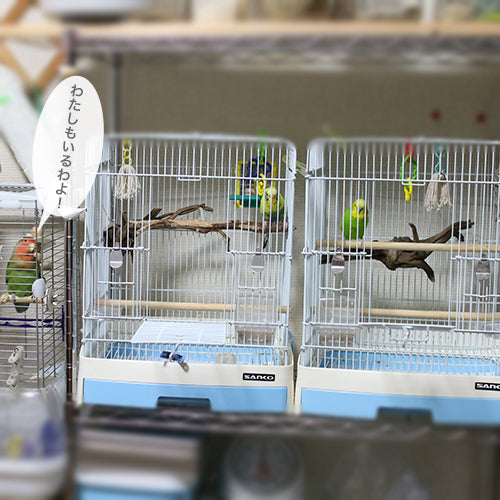 鳥たちのほどよい距離