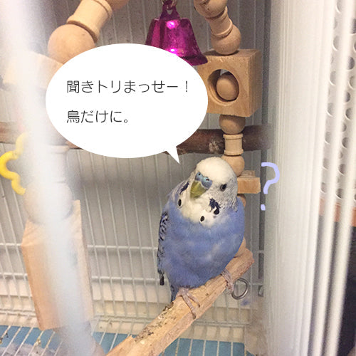 セキセイインコ ムジカのおしゃべり練習