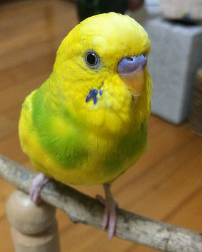 セキセイインコのライムちゃんが不機嫌なワケ