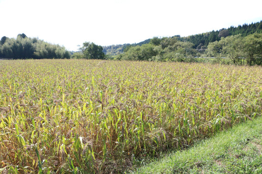 お久しぶりの有機JAS雑穀産地レポ！