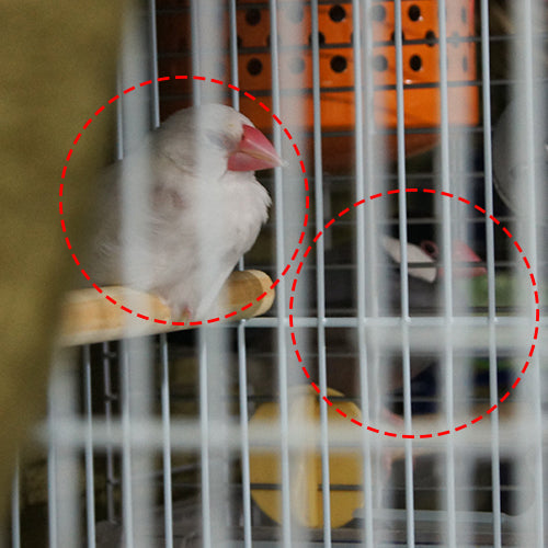 白文鳥チョコの成長記