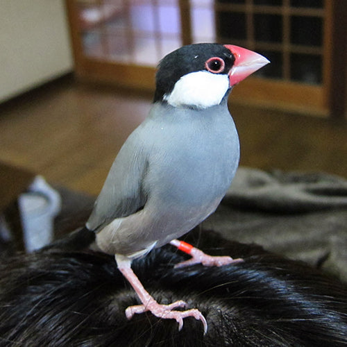 桜文鳥ピノの成長記