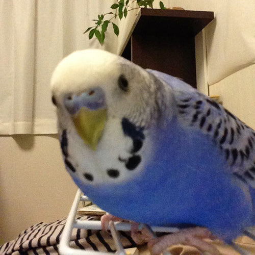 どアップップップー！