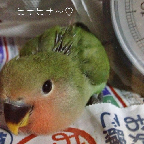 コザクラインコのアポロは今日も元気いっぱいです。