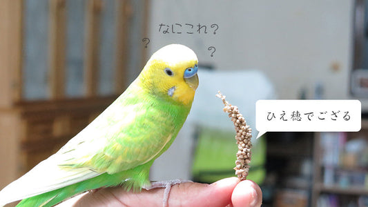 おひさしぶりです。セキセイインコ チロルです