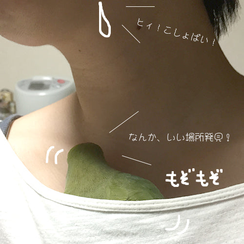 コザクラインコ アポロの大冒険