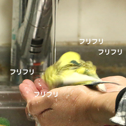 我が家の鳥事情　セキセイインコ編