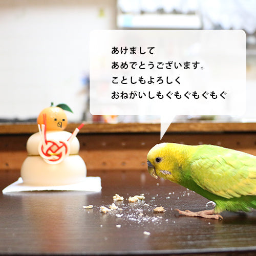 セキセイインコのチロルくんより新年のご挨拶