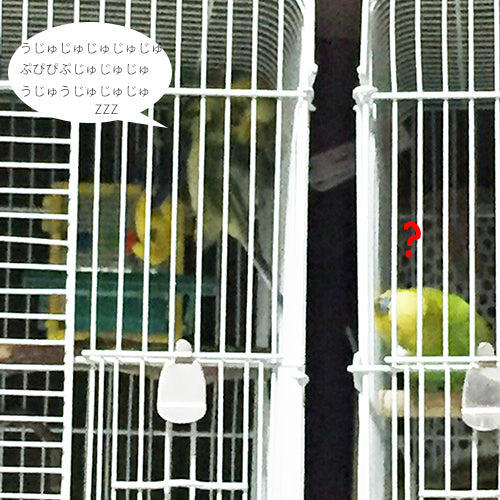 愛鳥にびっくり！