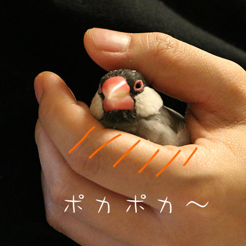 愛鳥がリラックスしているときの熱で暖をとる