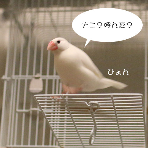 鳥のニオイはいいニオイ？
