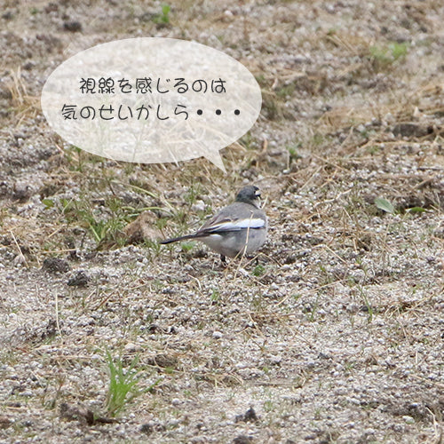 野鳥の野外フェス