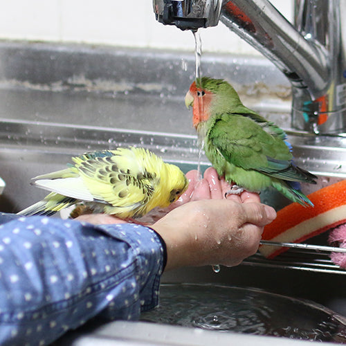 一緒に水浴び