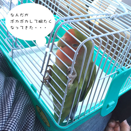 「アポロ、立ったまま寝る」の巻