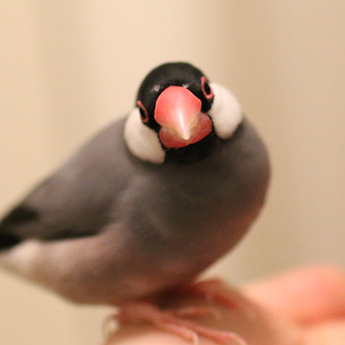 ベストオブ真正面（愛鳥部門）