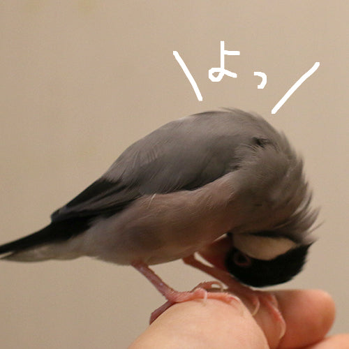 愛鳥に学ぶストレッチ