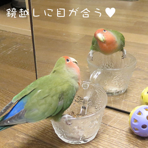 鳥さんたちは鏡がお好き？