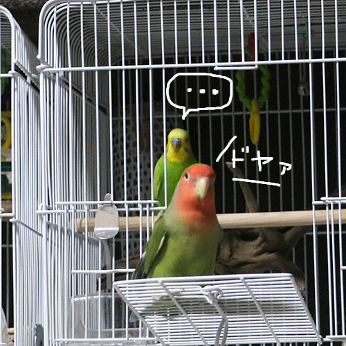 ランプの妖精？妖鳥？