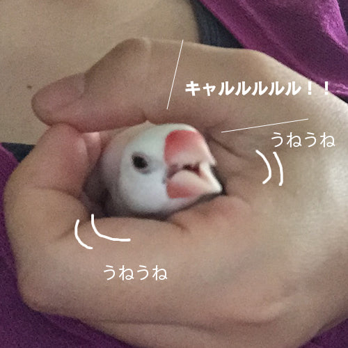 怒れる鳥たち