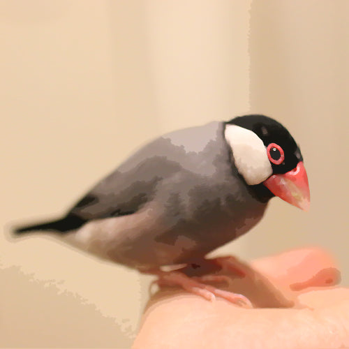 愛鳥を絵っぽくしてみた