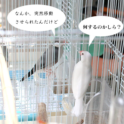 鳥ちゃんたちの日光浴