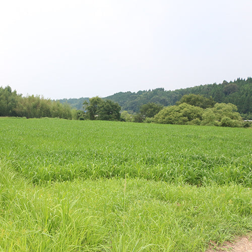 産地レポート〜2016夏〜