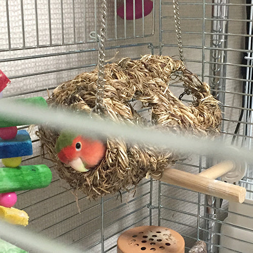 チョココロネ コザクラインコ味