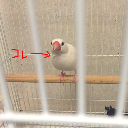 ちょっぴり抜けてる...