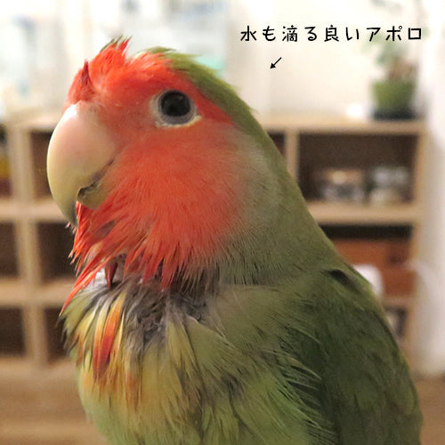 我が家のコザクラインコが可愛い件。