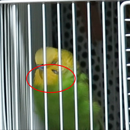 鳥の好きなところ