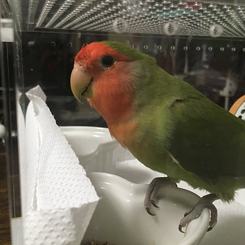 愛鳥が風邪を引いてしまいました；；