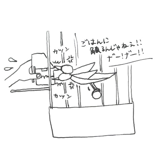 白文鳥チョコのごはん戦争