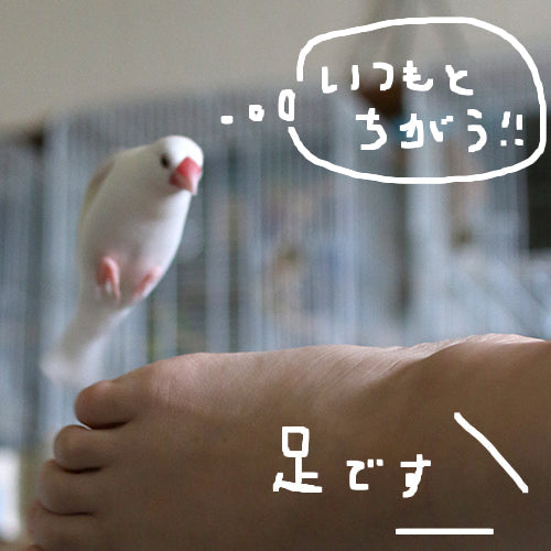 飛びます飛びます文鳥。