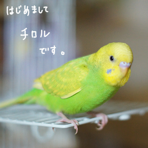 はじめまして！