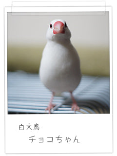愛鳥が師匠に！？