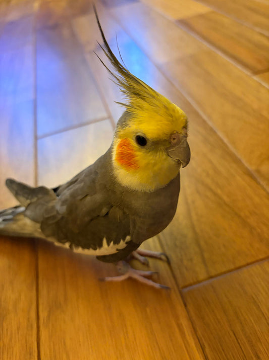 ことりはとってもうたがすき♪(上手いとは限らない)