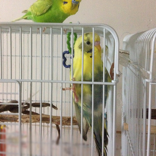 めでたインコ！