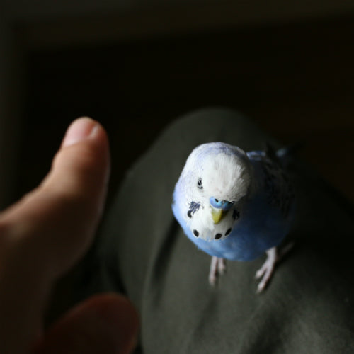 手フェチセキセイインコ