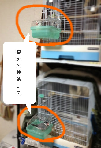 シンクロナイズドスイミング文鳥