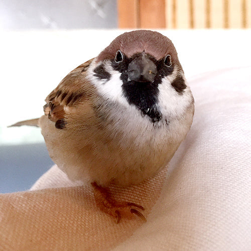 まんまるでモコモコ