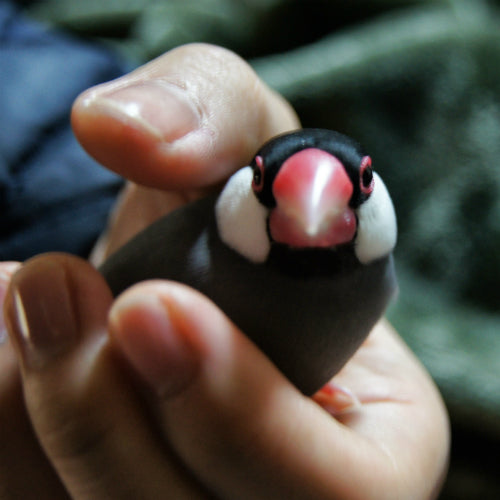 文鳥の正面顔