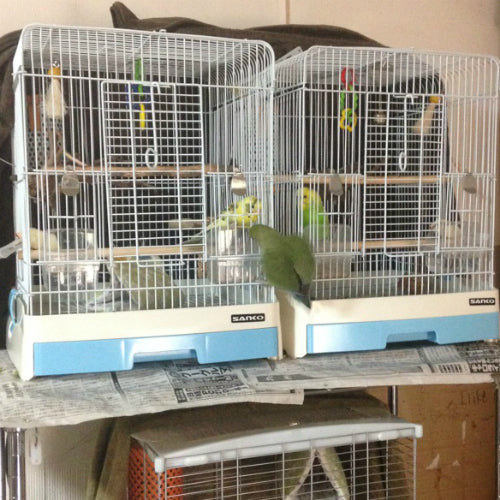 インコサミット（鳥さんたちの井戸端会議）