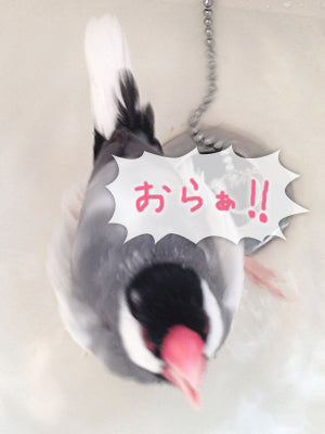 激しく水浴び！