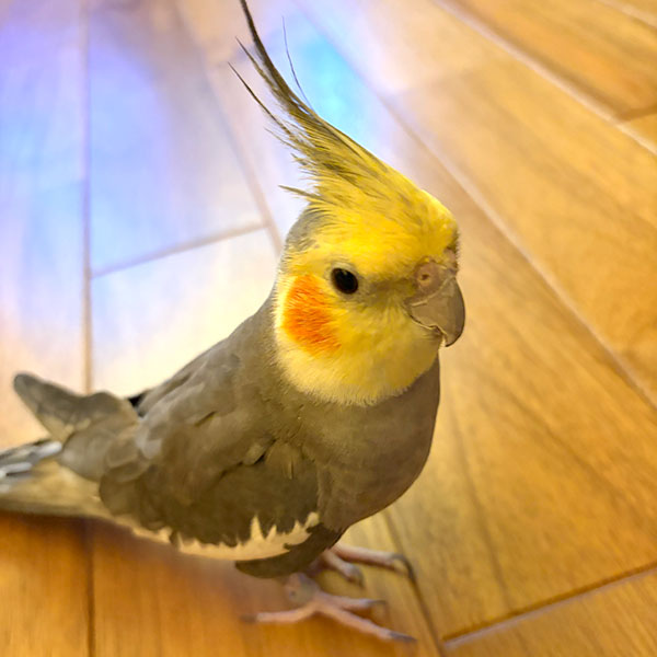 オカメインコ用