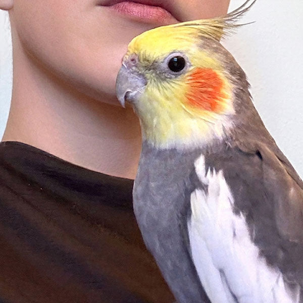 鳥好きのヒト用