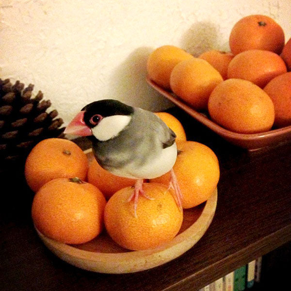 文鳥用