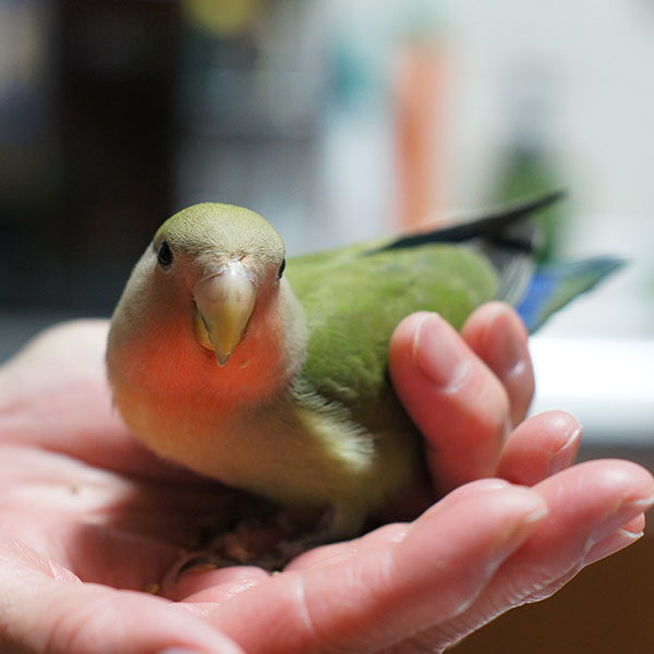 コザクラインコ用